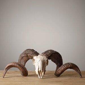 RH Faux Ram Horns Skull - Natural